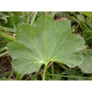 alchemilla lunaria s. e. fröhner