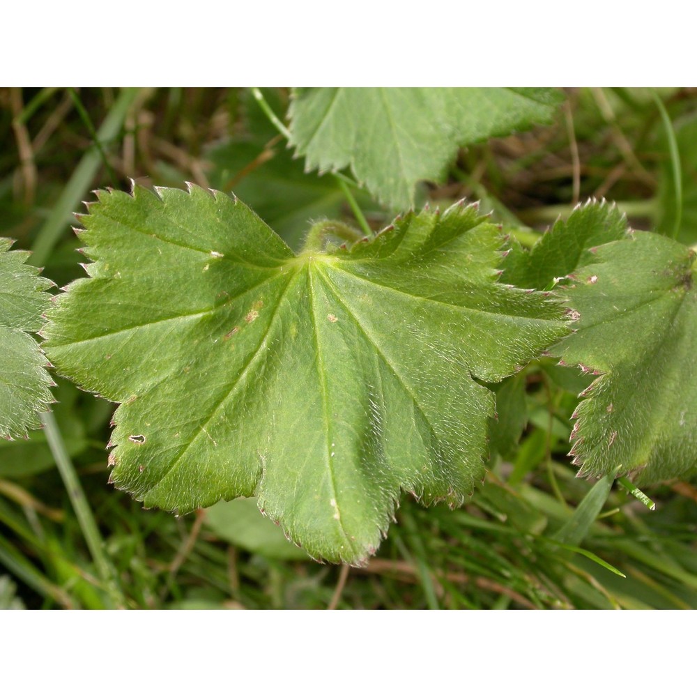 alchemilla lunaria s. e. fröhner