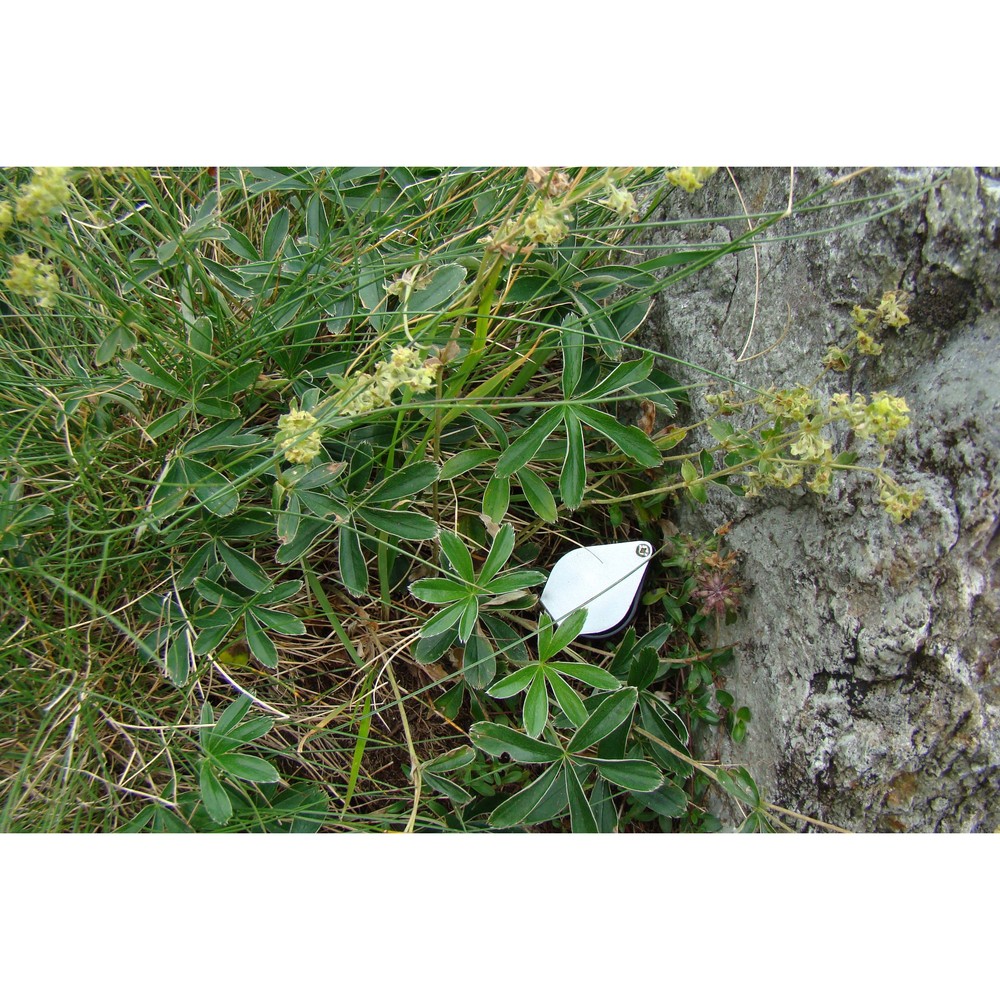 alchemilla martinii s. e. fröhner