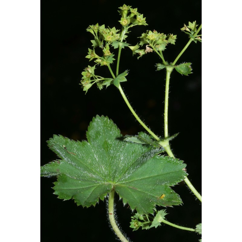 alchemilla micans buser