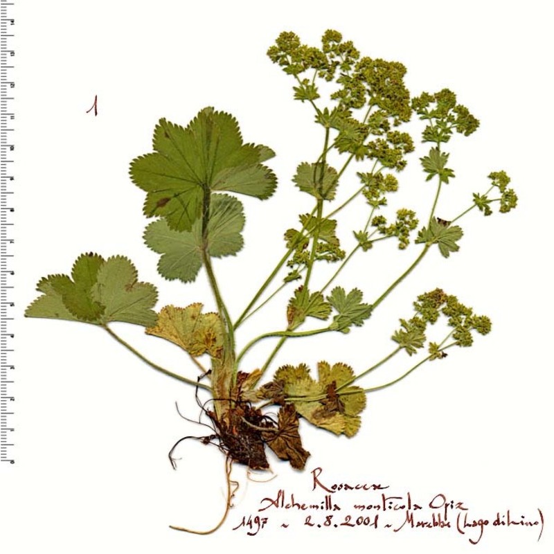 alchemilla monticola opiz