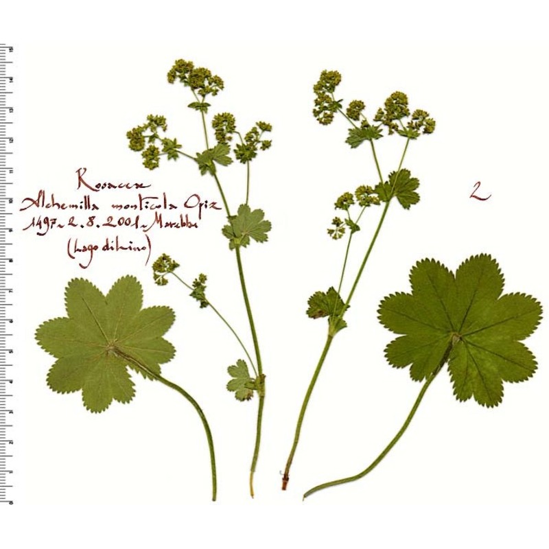 alchemilla monticola opiz