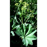 alchemilla monticola opiz