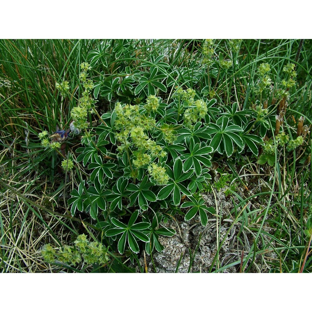 alchemilla nitida buser