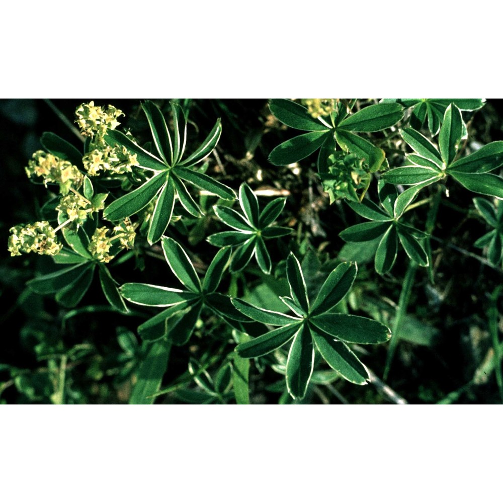 alchemilla nitida buser