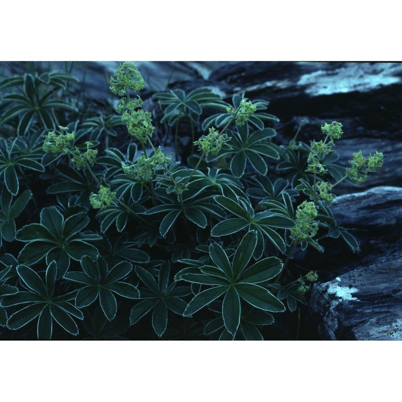 alchemilla nitida buser