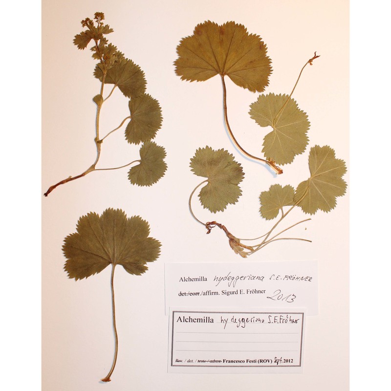 alchemilla nydeggeriana s. e. fröhner