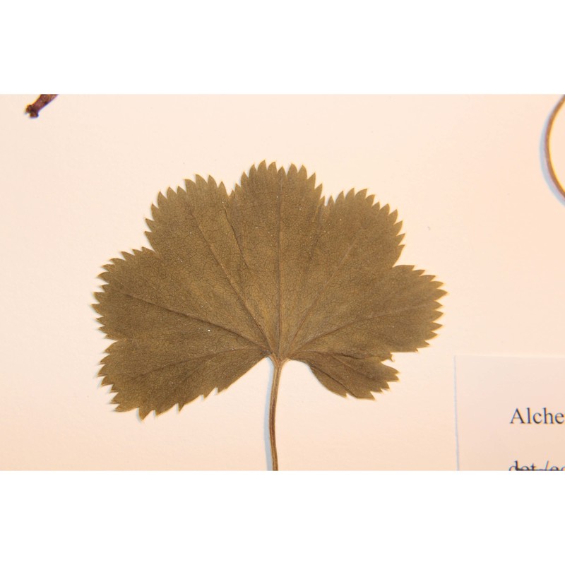 alchemilla nydeggeriana s. e. fröhner