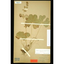 alchemilla rhododendrophila buser
