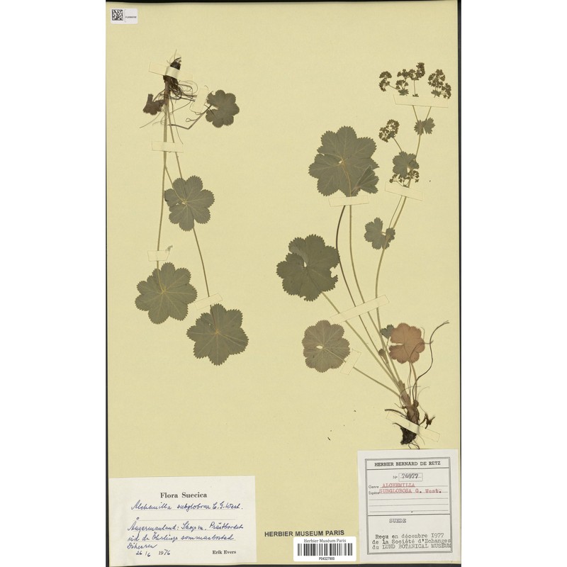 alchemilla subglobosa c. g. westerl.