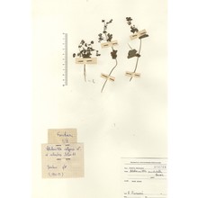 alchemilla undulata buser