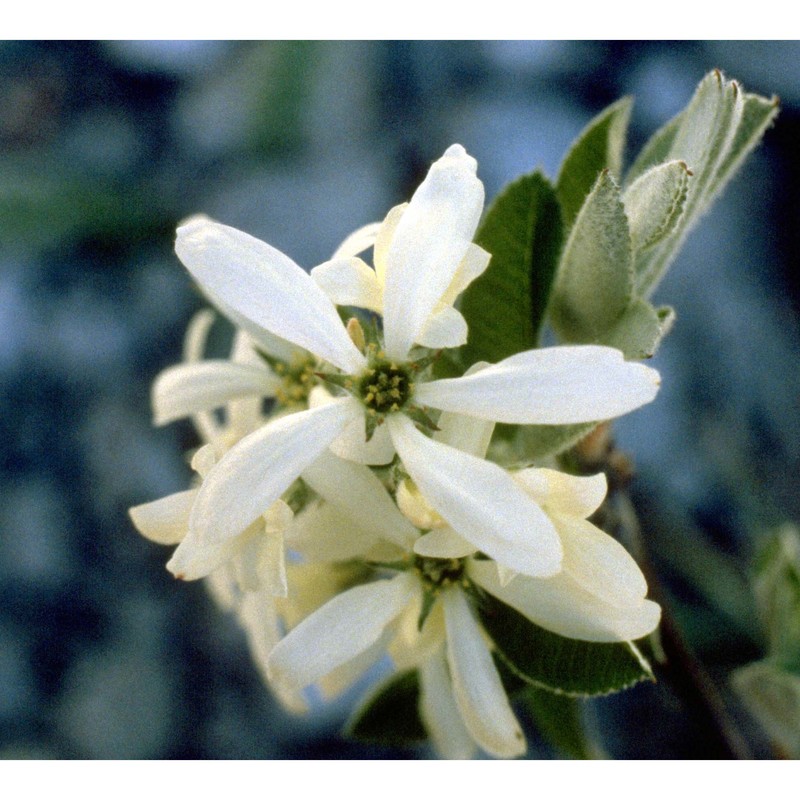 amelanchier ovalis medik.