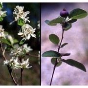 amelanchier ovalis medik.