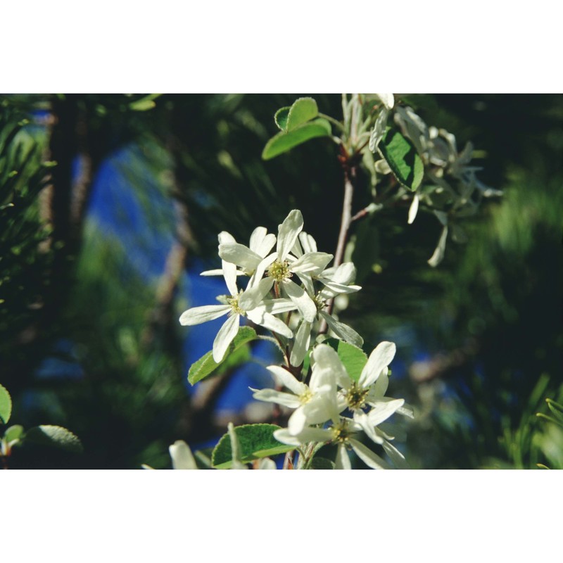 amelanchier ovalis medik.