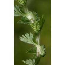 aphanes floribunda (murb.) rothm.