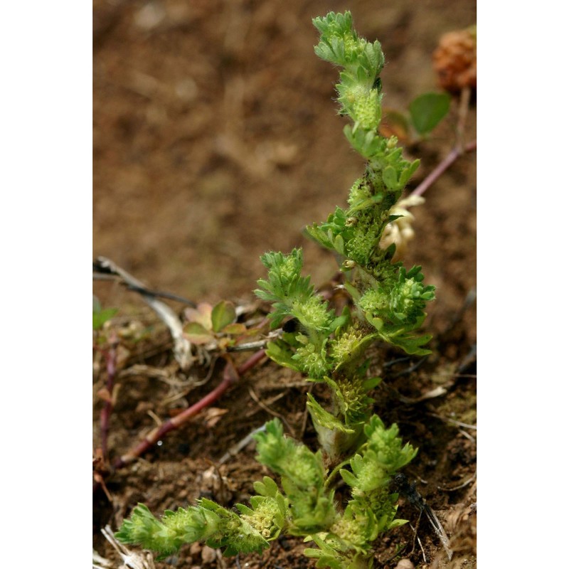 aphanes floribunda (murb.) rothm.