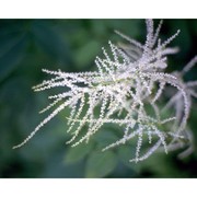 aruncus dioicus (walter) fernald