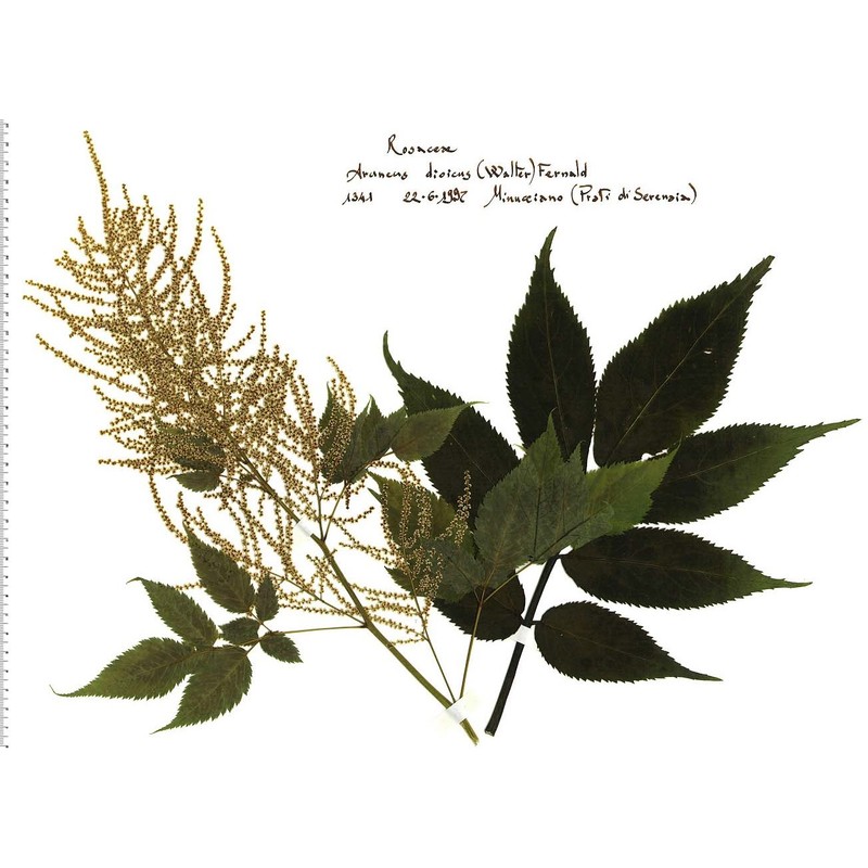 aruncus dioicus (walter) fernald