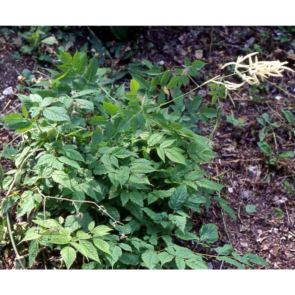 aruncus dioicus (walter) fernald