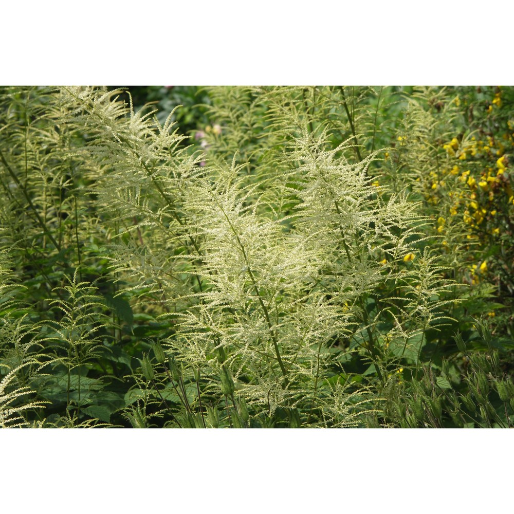 aruncus dioicus (walter) fernald