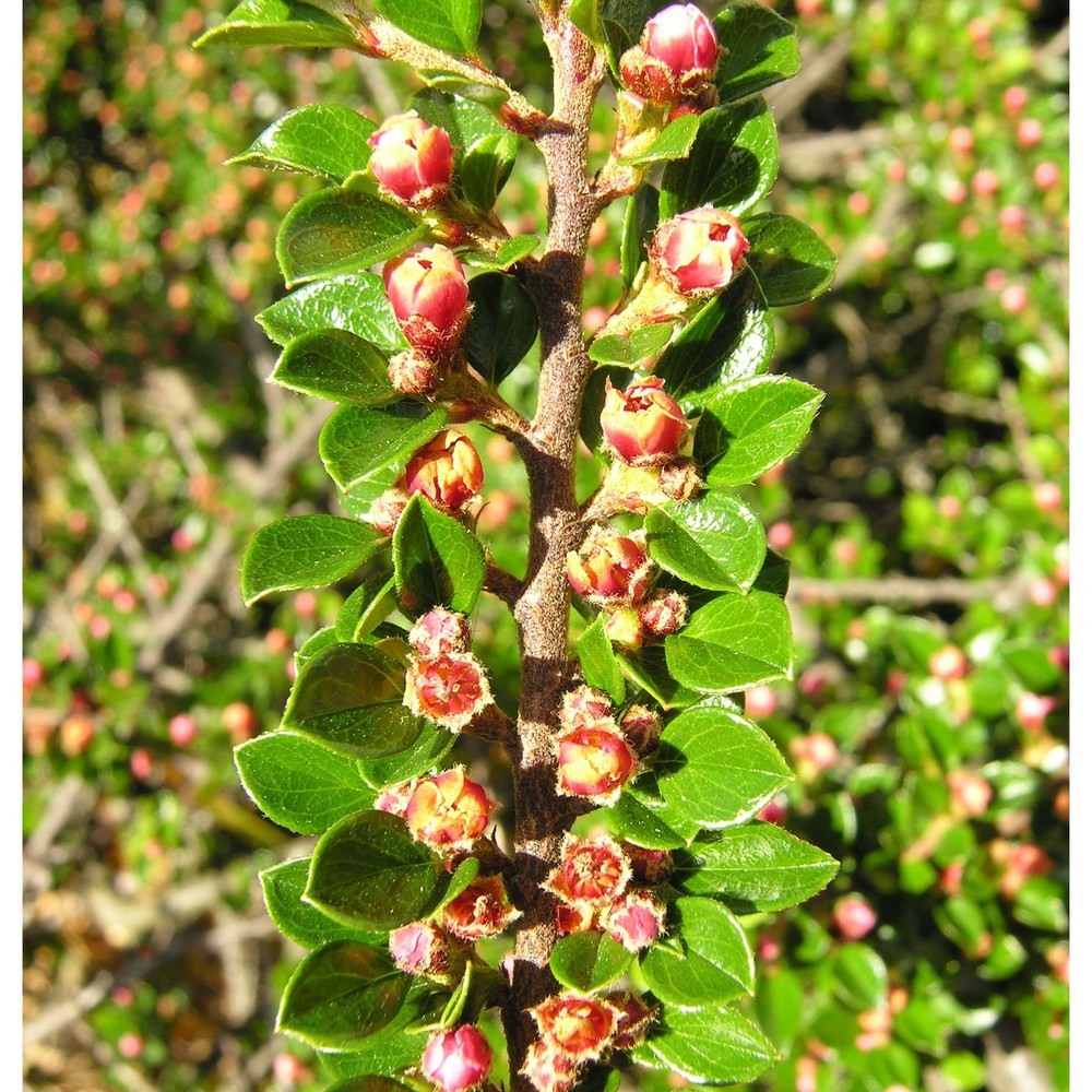 cotoneaster horizontalis decne.