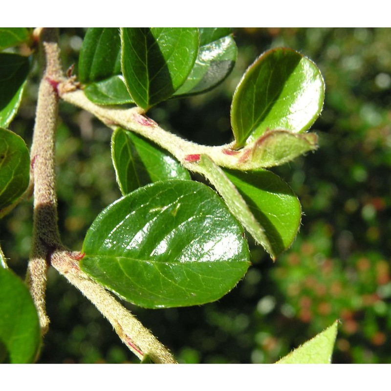 cotoneaster horizontalis decne.