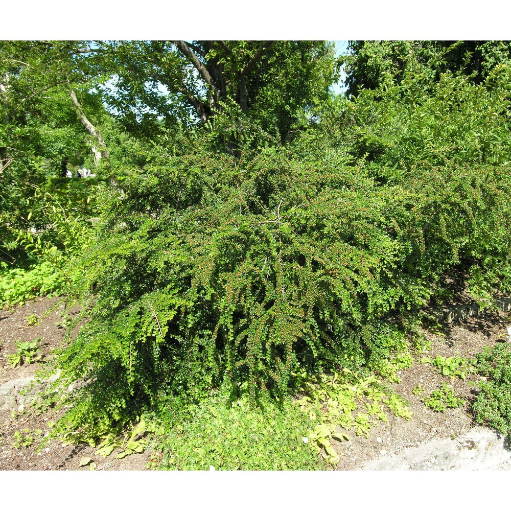 cotoneaster horizontalis decne.