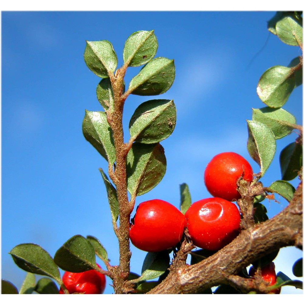 cotoneaster horizontalis decne.