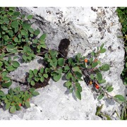 cotoneaster integerrimus medik.