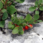 cotoneaster integerrimus medik.