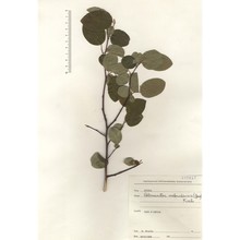 cotoneaster nebrodensis (guss.) k. koch