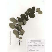 cotoneaster nebrodensis (guss.) k. koch