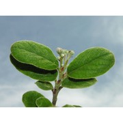 cotoneaster tomentosus (aiton) lindl.