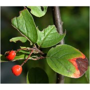 cotoneaster tomentosus (aiton) lindl.