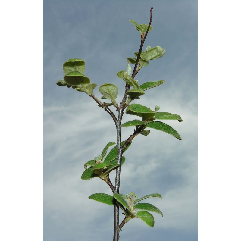 cotoneaster tomentosus (aiton) lindl.