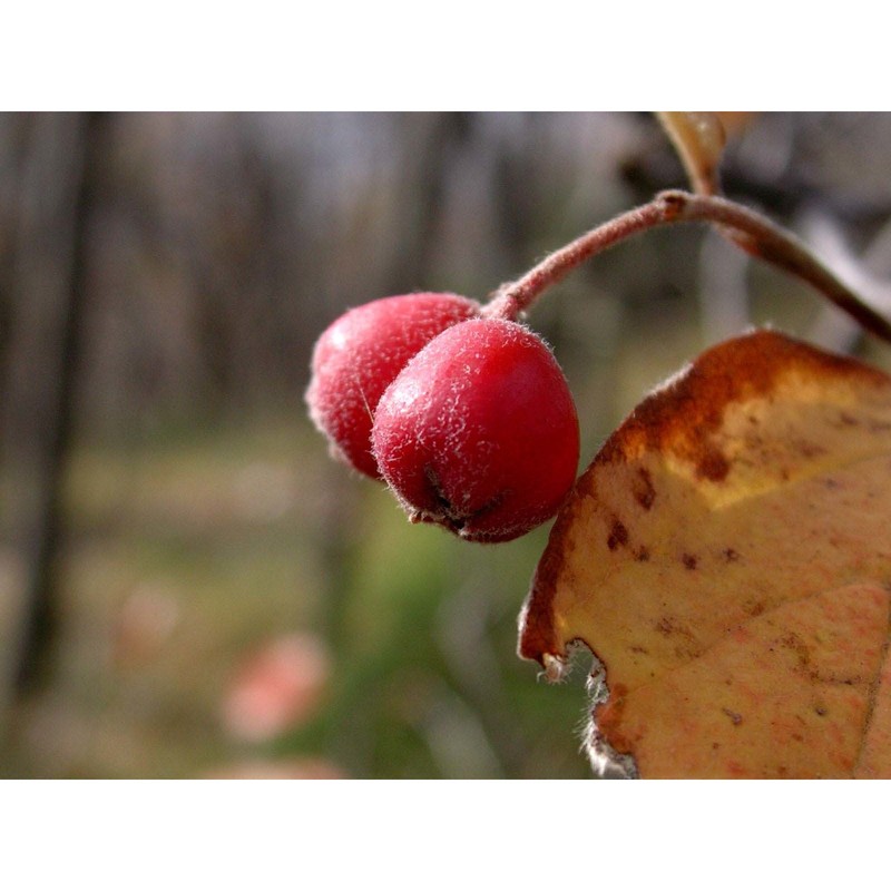 cotoneaster tomentosus (aiton) lindl.