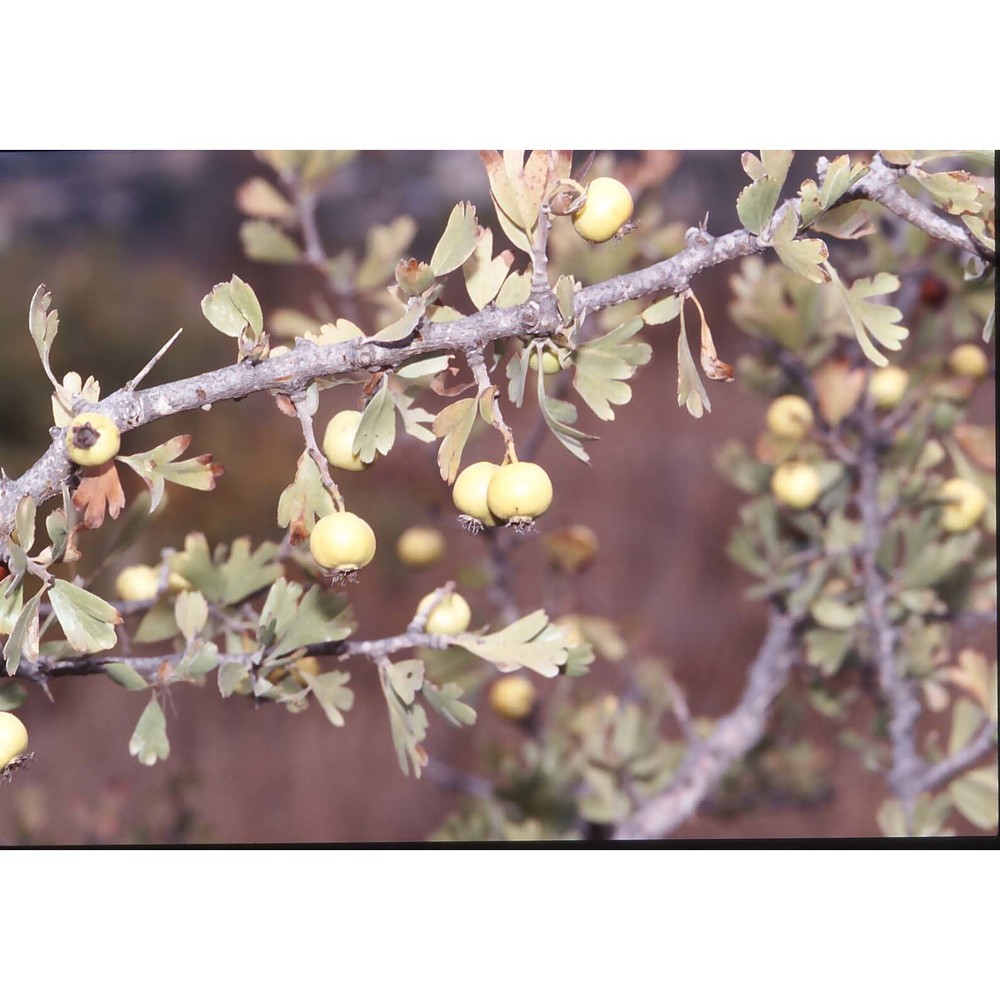 crataegus azarolus l.