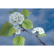 crataegus coccinea l.