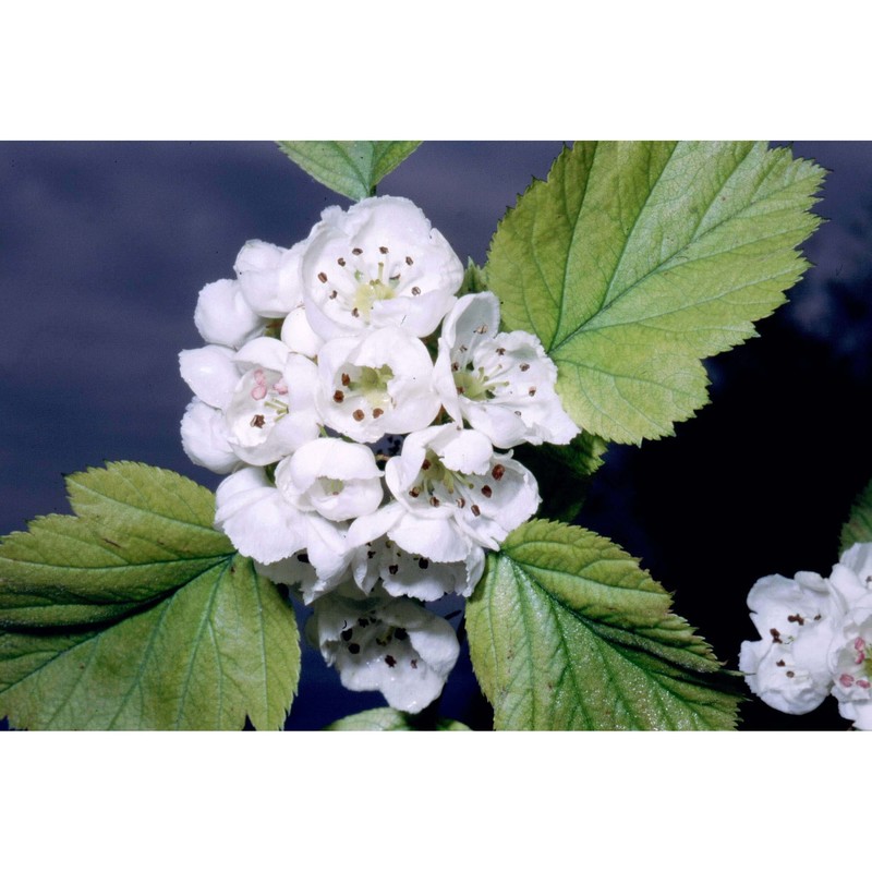 crataegus coccinea l.