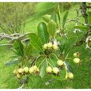 crataegus crus-galli l.