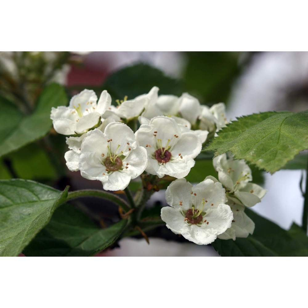 crataegus mollis (torr. et a. gray) scheele