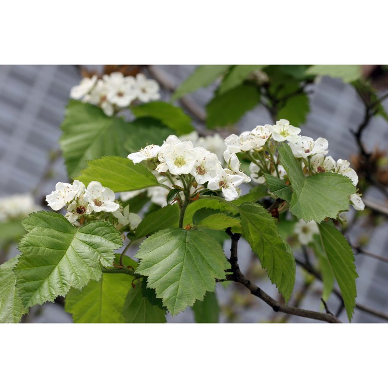 crataegus mollis (torr. et a. gray) scheele