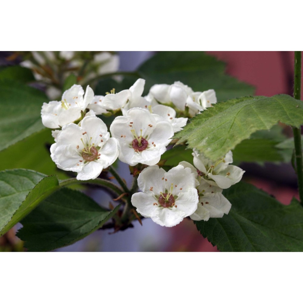 crataegus mollis (torr. et a. gray) scheele