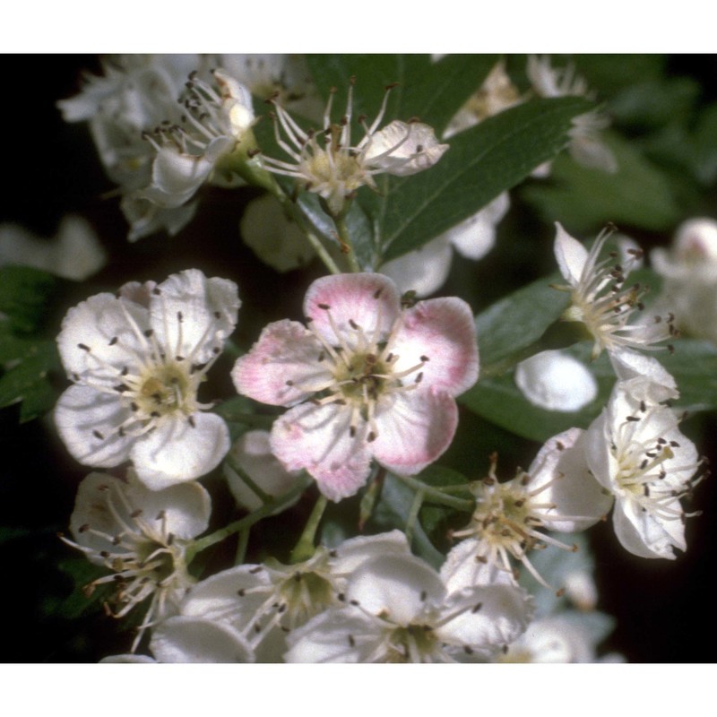 crataegus monogyna jacq.