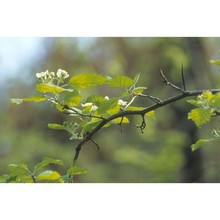 crataegus submollis sarg.