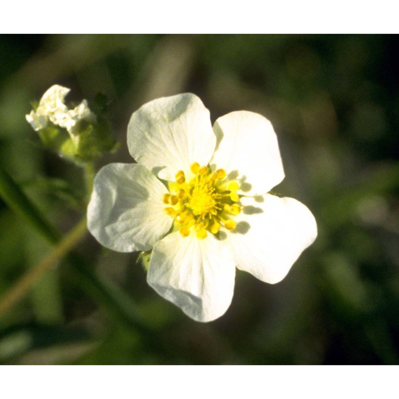 drymocallis rupestris (l.) soják