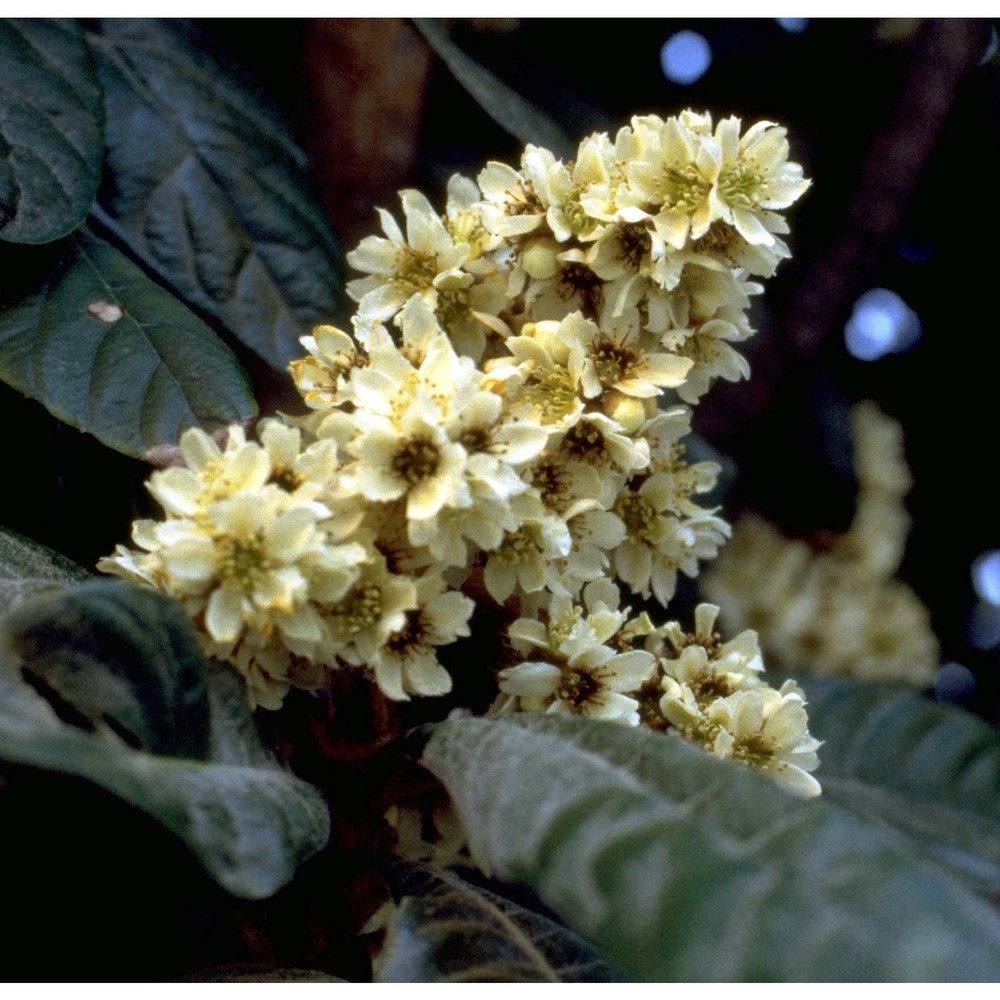 eriobotrya japonica (thunb.) lindl.