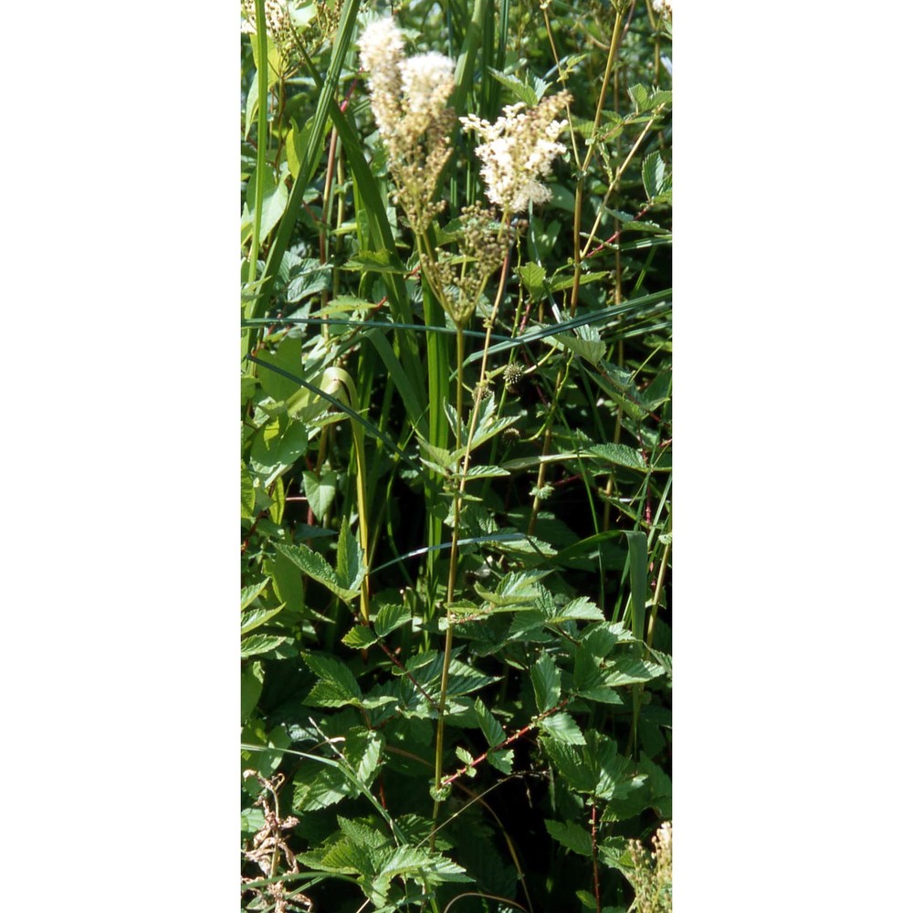 filipendula ulmaria (l.) maxim.