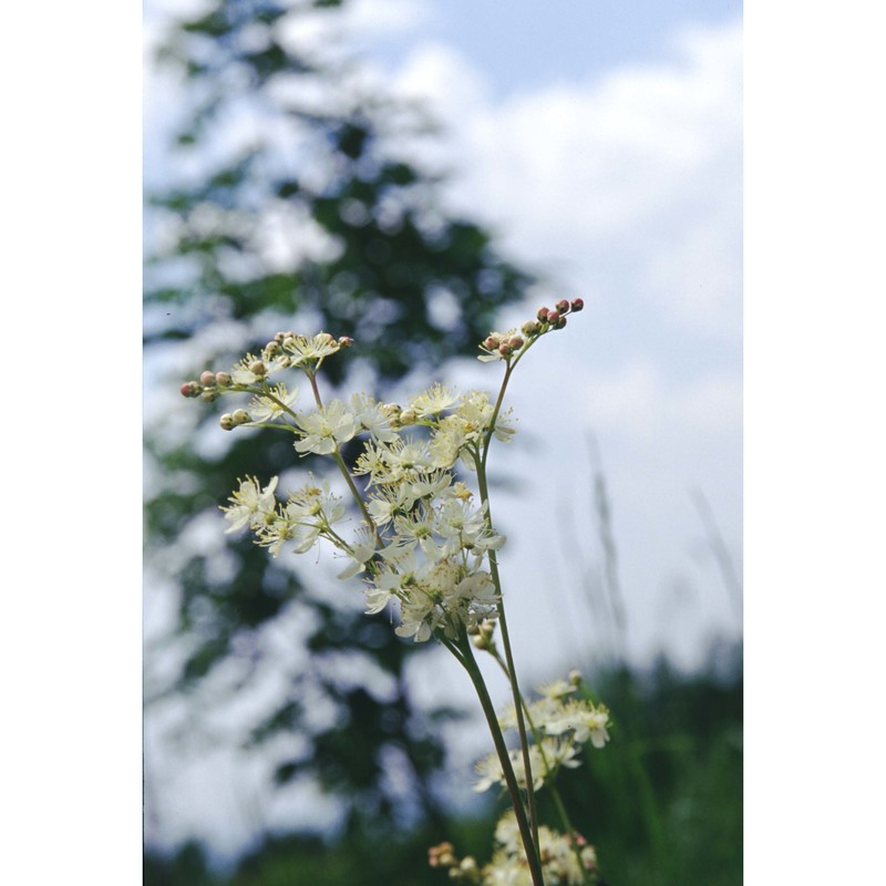 filipendula ulmaria (l.) maxim.