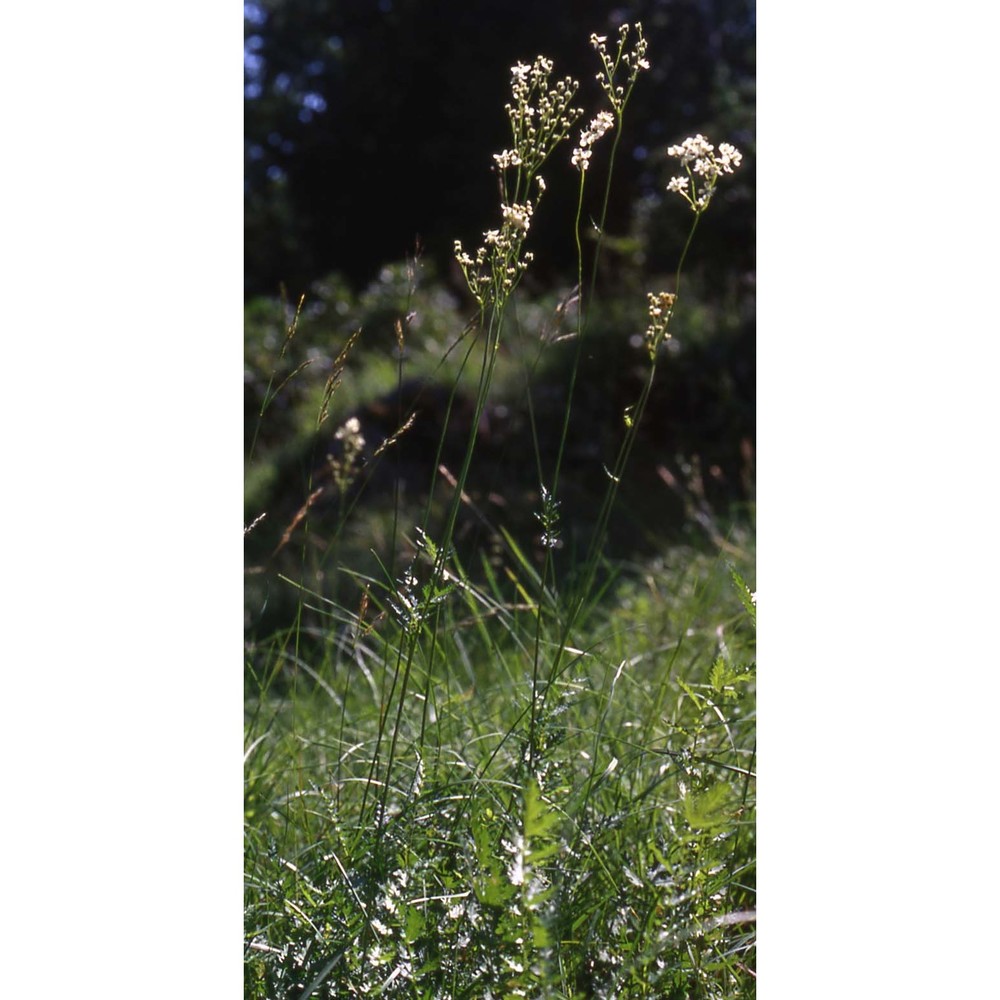 filipendula vulgaris moench